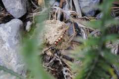 Orgyia pseudotsugata