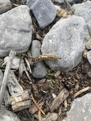 Orgyia pseudotsugata