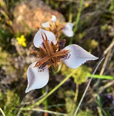 Moraea unguiculata