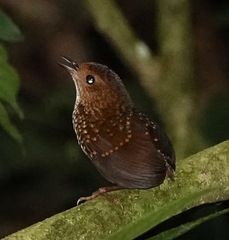 Pnoepyga pusilla