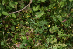 Bidens biternata