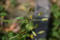 Bidens biternata