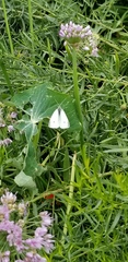 Pieris rapae