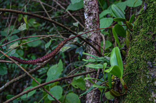 Bulbophyllum maximum image