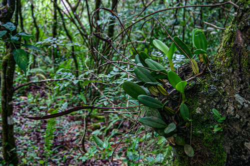 Bulbophyllum maximum image