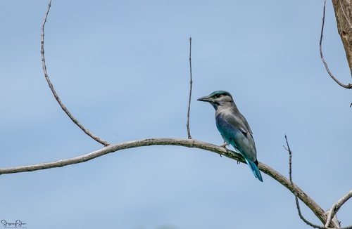 Indochinese Roller (Coracias affinis), photo 9