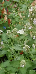 Pieris rapae