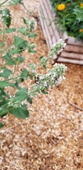 Bombus