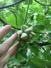 Ampelomyia vitiscoryloides