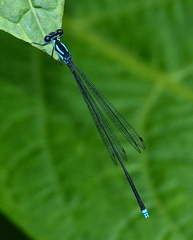 Coeliccia membranipes