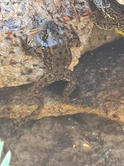 Rana muscosa