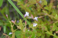 Lindernia dubia anagallidea
