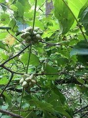 Ampelomyia vitiscoryloides