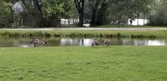 Branta canadensis