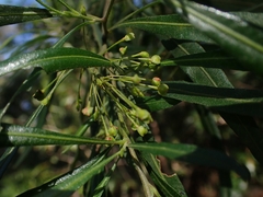 Dodonaea viscosa angustifolia