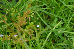 Lindernia dubia anagallidea