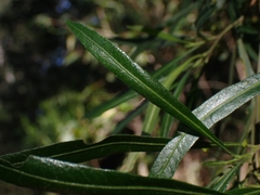 Dodonaea viscosa angustifolia