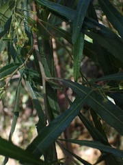 Dodonaea viscosa angustifolia