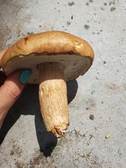 Boletus quercophilus