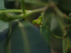 Dodonaea viscosa angustifolia