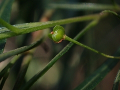 Dodonaea viscosa angustifolia