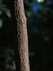 Dodonaea viscosa angustifolia