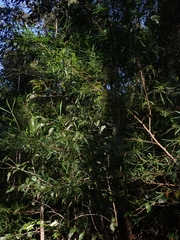 Dodonaea viscosa angustifolia