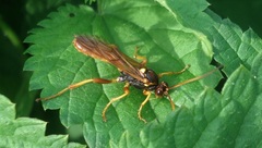 Callajoppa cirrogaster