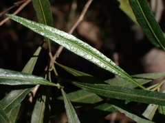 Dodonaea viscosa angustifolia