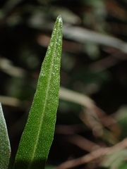 Dodonaea viscosa angustifolia