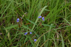 Crotalaria sessiliflora