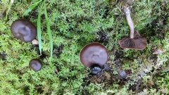 Cortinarius brunneus