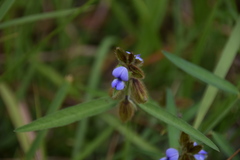 Crotalaria sessiliflora