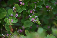 Lespedeza cyrtobotrya