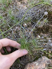 Borya sphaerocephala