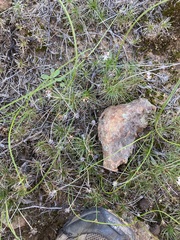 Borya sphaerocephala