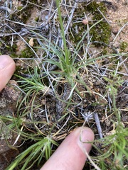 Borya sphaerocephala