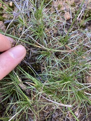 Borya sphaerocephala