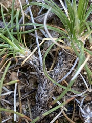 Borya sphaerocephala