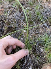 Borya sphaerocephala