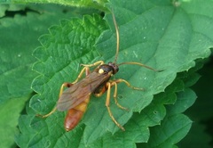 Callajoppa cirrogaster