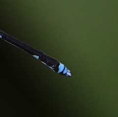 Coeliccia membranipes