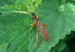 Callajoppa cirrogaster