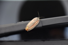 Cerace xanthocosma