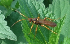 Callajoppa cirrogaster