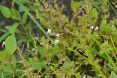 Lindernia dubia anagallidea