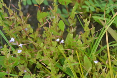 Lindernia dubia anagallidea