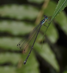 Coeliccia membranipes