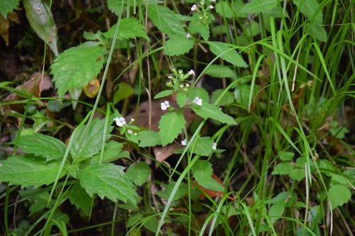 Many-stem wild calamint (Clinopodium multicaule)