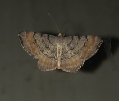 Macaria adonis